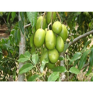 Cây cóc thái ra quả siêu sớm