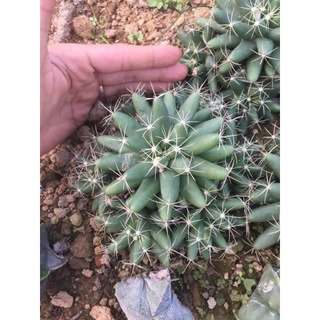 XƯƠNG RỒNG  CHUỐI TO