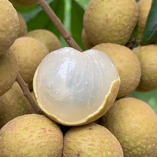 Cây giống Nhãn Lồng [ Cho trái sớm ]