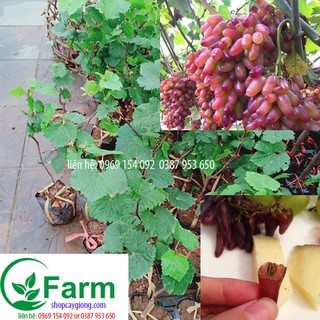 combo  ổi găng dổi ghép nho ninh thuận chanh leo mít malaisia nho ngón tay