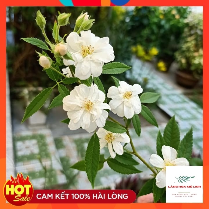 Hoa hồng leo Ngỗng Tuyết- Snow Goose -CÂY ĐANG RA HOA - ẢNH THẬT