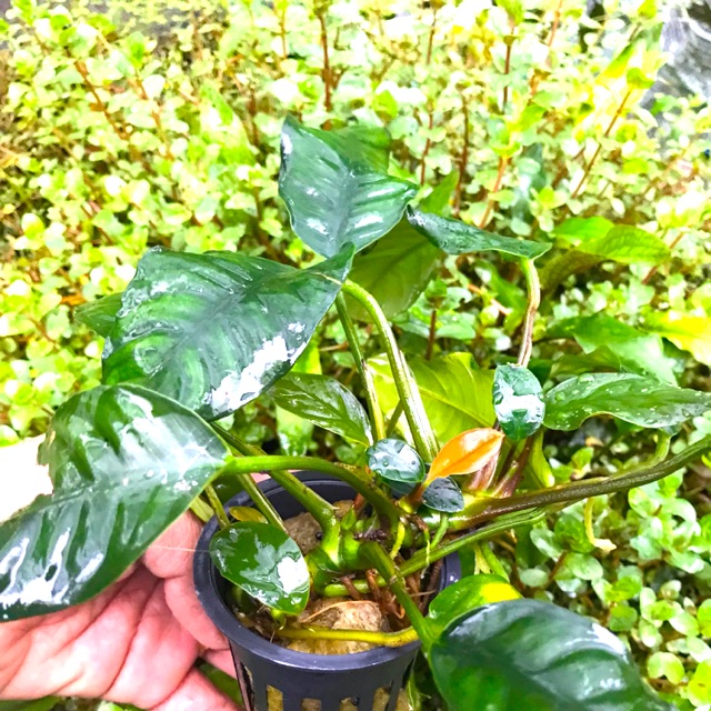 Cây thuỷ sinh - Ráy Cà Phê