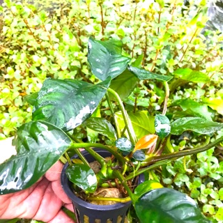 Cây thuỷ sinh - Ráy Cà Phê
