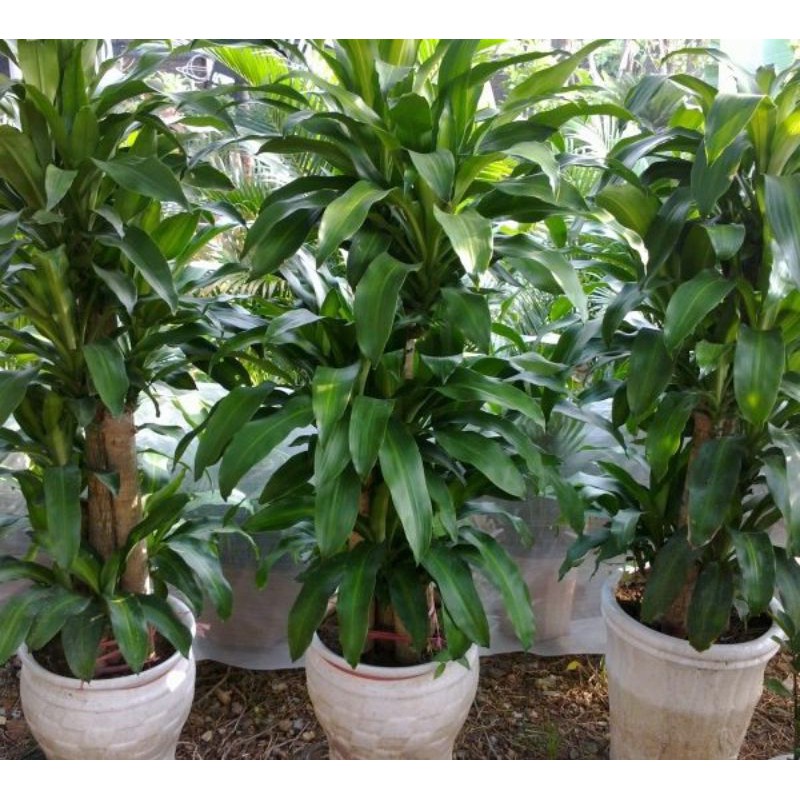 Khúc thiết mộc lan lá xanh
