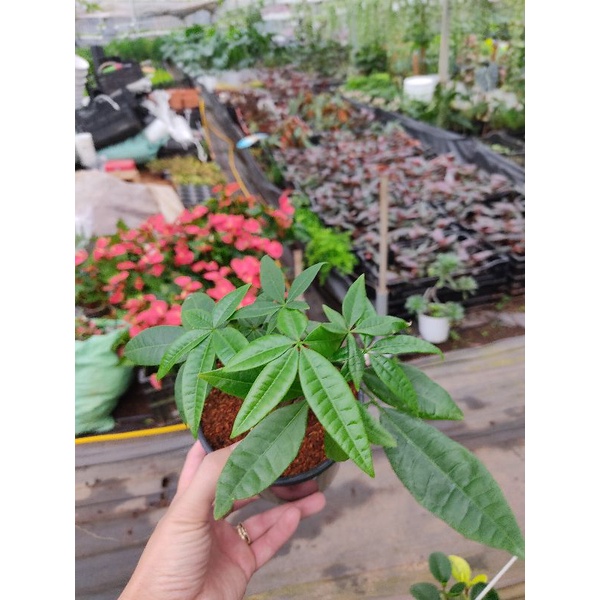 Chậu cứng Pachira Money Tree