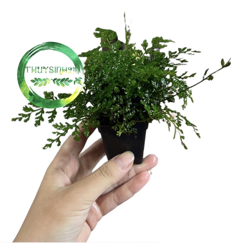Dương xỉ châu phi mini - cây thuỷ sinh | cây dương xỉ thuỷ sinh