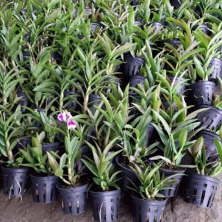 Hoa lan đenro yaya mini loại 1