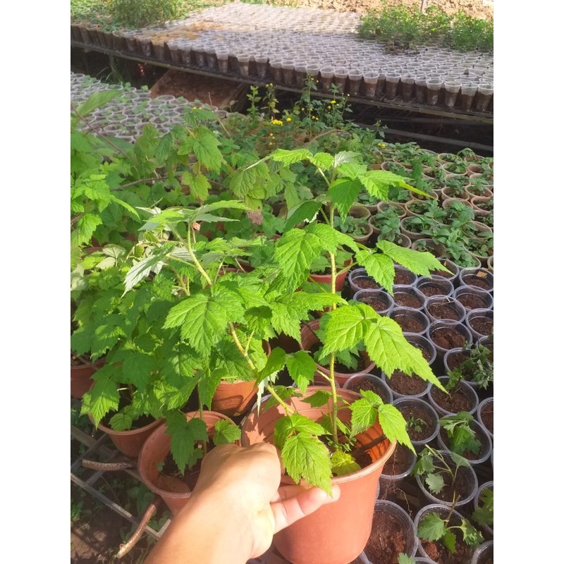 Cây mâm xôi đỏ