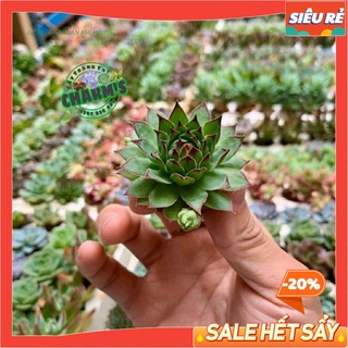 - - sen đá phật bà size mini cực dễ thương - đã thuần khí hậu mayaa