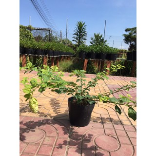 cây huyền trân công chúa nguyên chậu