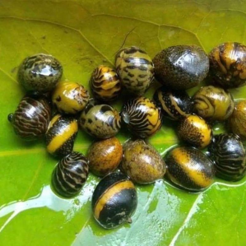 Ốc Nerita ăn rêu cho bể cá