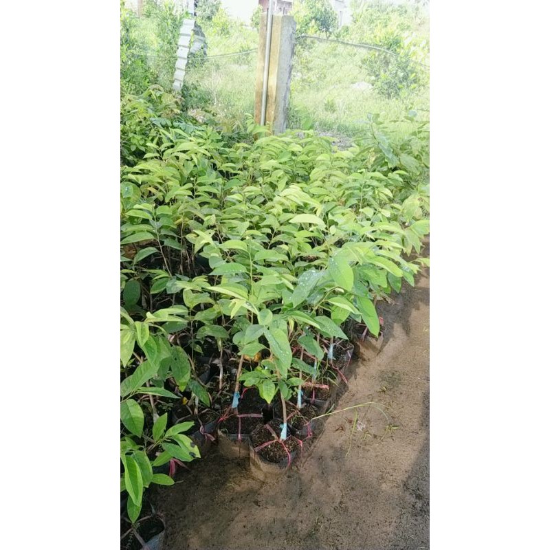 CÂY GIỐNG NA DỨA ĐÀI LOAN