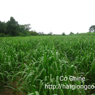 Hạt giống cỏ Sả lá lớn 500g