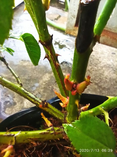 MAMSUNG kích chồi cây hồng