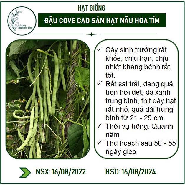 Hạt giống đậu Cove leo Cao Sản 20g