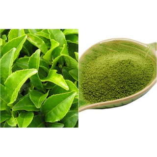 bầu cây giống cây trà (chè ) xanh