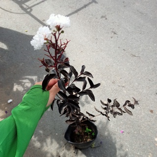 Cây tường vi bạch long