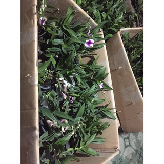 combo của hạnh quân