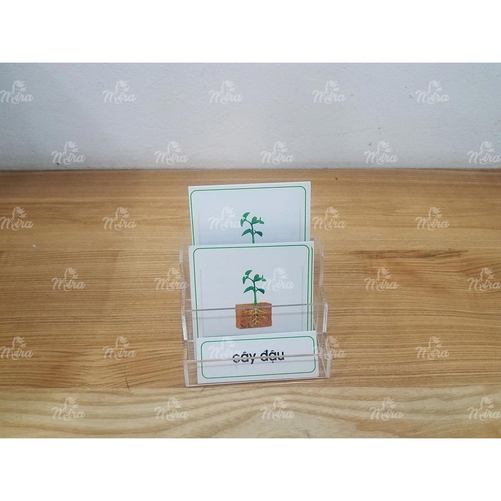 Thẻ 3 phần gọi tên các giai đoạn trong vòng đời của Cây Đậu Tiếng Việt - Giáo cụ Montessori - Mira Toys