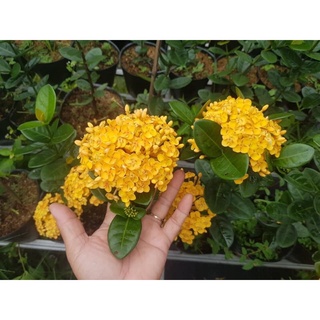Mẫu đơn phụng hoàng kim/cam cao 50cm