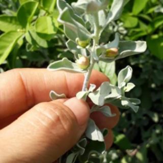 Cây hoa tuyết sơn phi hồng