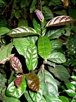 cây xạ đen - cây giống