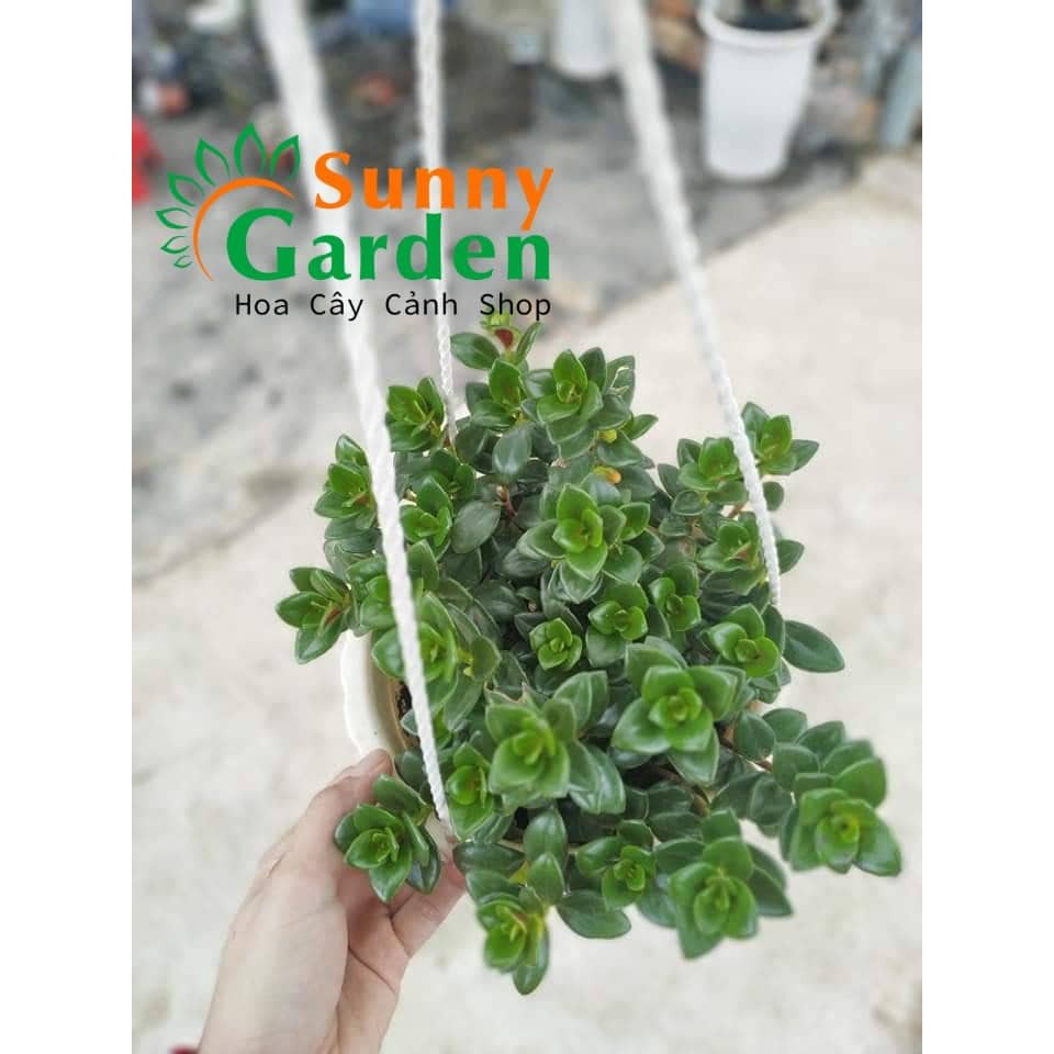 Cây Cá Vàng - Chậu Treo