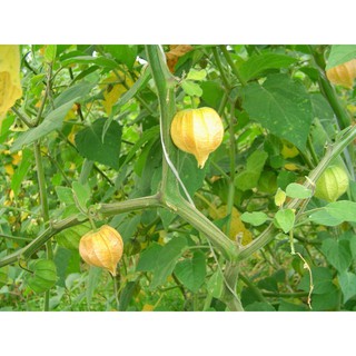 500 gam thù lù khô