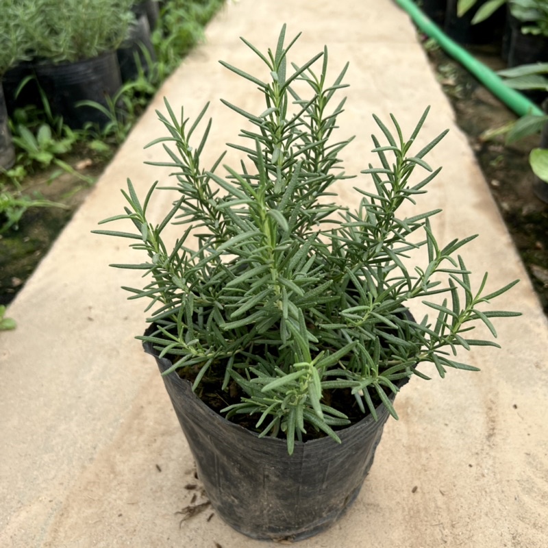 Bịch cây hương thảo để bàn cỡ nhỏ, cây tỏa hương thơm dịu nhẹ giúp đuổi muỗi và trang trí nội thất