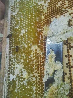 Mật ong hoa bạc hà 1lit nguyên chất