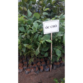 Cây Giống Óc Chó