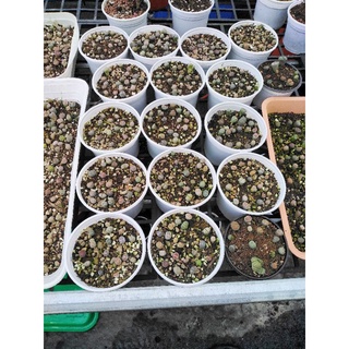 10 cây sen mông - lithops.(2k/cây. tối thiểu 10 cây cho một đơn hàng) .