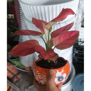 Chậu Vạn Lộc Thái để bàn