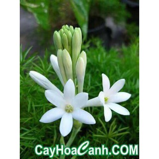 Sét 45 củ giống huệ ta cánh đơn