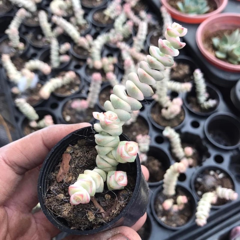 🔥Sen Đá Xiên Thịt Mini Var