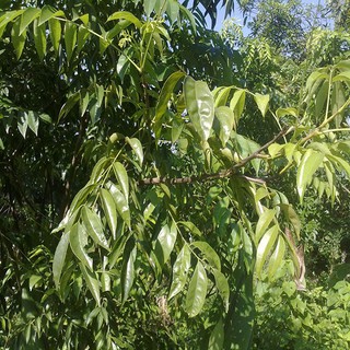 Cây giống mắc mật