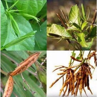 Hạt giống cây Trái Nổ - Sâm Tanh Tách , độ nảy mầm cao, rất dễ trồng