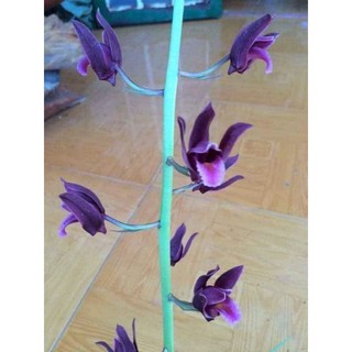 Củ Địa Lan Luân rừng