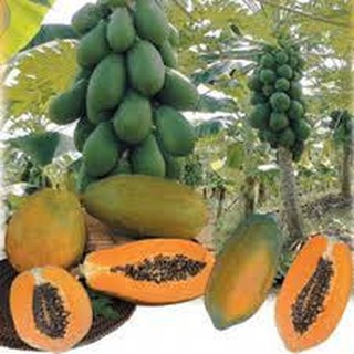 Hạt giống Đu Đủ Ruột Vàng