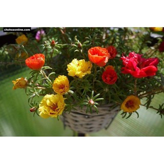 HẠT GIỐNG HOA MƯỜI GIỜ MỸ