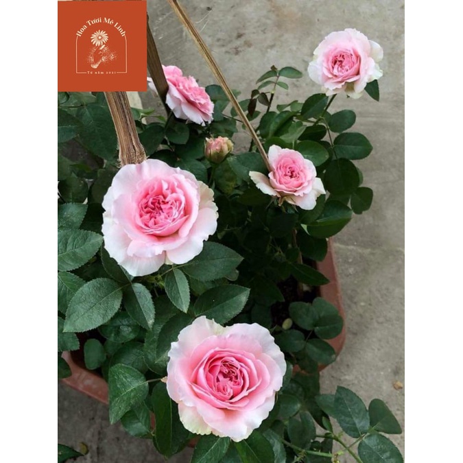 Hoa hồng Bụi Miranda xứ Anh sắc hồng phấn- Hoatuoimelinh