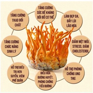Trà Đông Trùng Hạ Thảo
