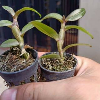 Hoa phong lan - nù tam bố đứng