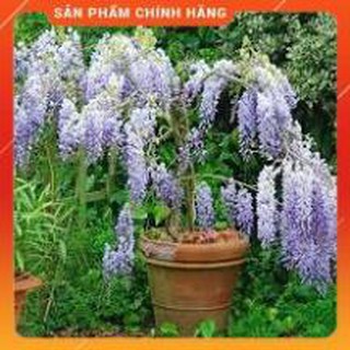 HẠT GIỐNG HOA TỬ ĐẰNG 3H