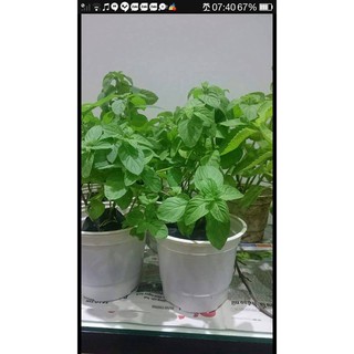 Combo chậu nhựa thông minh tự tưới nước dùng trồng cây treo tường size 18cm : 6 chậu
