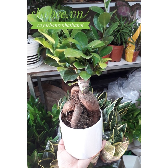 Cây Si Nhật Bonsai