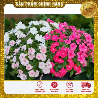 Hạt Giống Hoa Dừa Cạn Rũ Nhiều Màu(50 hạt)