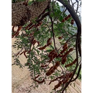 cây me thái giống