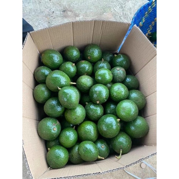 Bơ booth Lâm Đồng