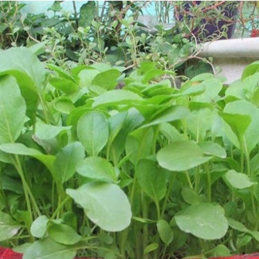 Hạt giống rau cải ngọt xanh ăn cực ngon (tặng kèm phân)